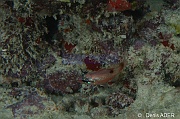 Apogon maculatus-Bonaire Buddy Reef-6m-20180218nuit-Denis-ADER-DSC_6371_tn